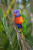 Rainbow Lorikeet